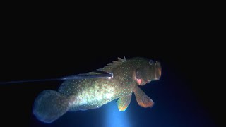 Hunting Fish At Night | Berburu Ikan Malam Hari