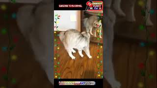 funny cat video /cute comedy  cat video #catlovers