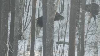 Встретили в лесу лося! Страшно большие рога))