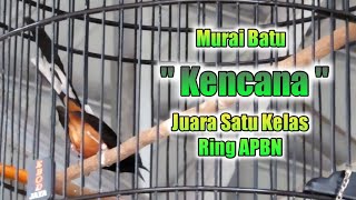 Juara Pertama Di Kelas Ring APBN Burung Murai Batu " Kencana "