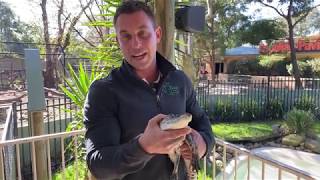 Wildlife Watching with Healthy Harold Crocodiles