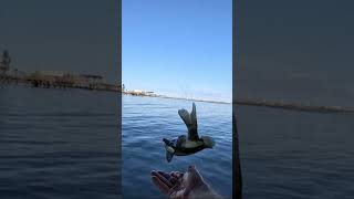 Sheepshead under a bridge