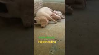 piglet feeding#trending #viral #hp #sow#shorts