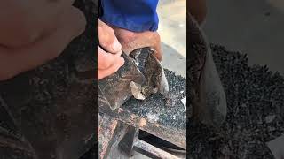 Donkey hoof repair: cleaning dirt from the hoof is satisfying