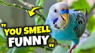 LIVE : BUDGIE BREADING LIVE BEAUTIFUL PARROTS