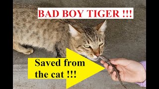 Saving a cute lizard from the cat!