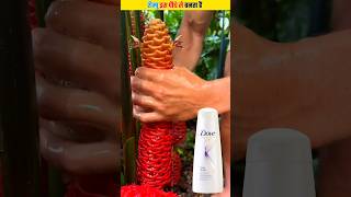 शैम्पू इस पौधे से बनता है | Bitter Ginger Plant | Shampoo Ginger Plant #shorts #short #plants