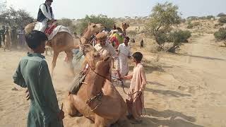 Camel 🐪 Riding