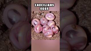 Animals that have unique eggs 🥚😳#youtubeshorts #facts #shortsfeed #shortvideo