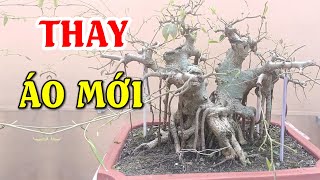 Cận cảnh cây sanh quê bonsai sau khi cắt lá tỉa cành