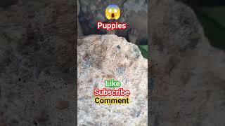 Puppies under rock #ytshorts