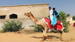 camels ride | Camels race on the joy of Diwali