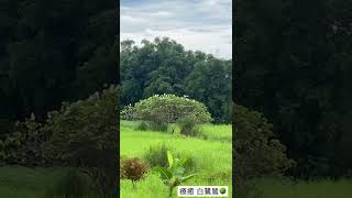 白鷺鷥們🎵🌳