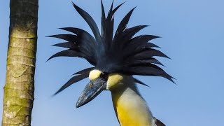 boat-billed heron Arapapá! This bird is different