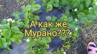 Такой поздней весны не ожидали! Когда будет ягода? Обзор цветения сортов на 28 мая.