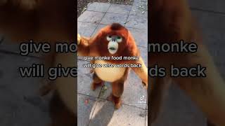 wise monke #shorts #monke #monkey