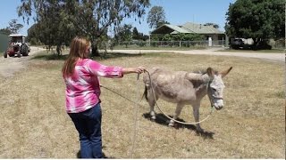 How to teach a horse or donkey to lunge/circle. Tips to improve understanding