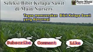 Seleksi Bibit Kelapa Sawit di Main Nursery  (Tegas Memusnahkan Bibit Kelapa Sawit yang Abnormal)