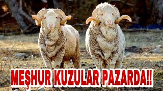 HERKES BU KUZULARI ARIYOR | RENKLİ DANA-DÜVELER BU PAZARDA!!