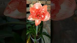 beautiful amaryllis flower#amarylis