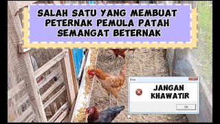 Telurnya ayam kub turun lagi!!!!! Kita cari solusinya dulu.