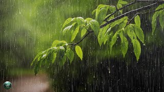 Música Para Dormir Bien : Sonidos Suaves de Lluvia para Dormir y Estudiar - Calmar la Mente