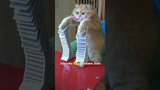 The cat 🐈 is playing 🎴 with a deck of cards ♦️#shorts #animals #cat #cuteanimal #trending #funny