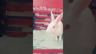 fighting bun