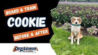 English Shepherd, 5 m/o, “Cookie” | Outstanding Obedience, Spokane WA