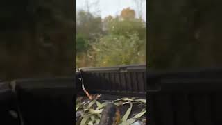 SMACKING A TREE #shorts #funny  #trending #lol #ops #car #truck #trendingshorts