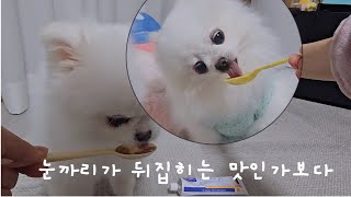 아기강아지 영양제 고르기힘들다면 이것만먹이세요 (직접먹여본후기)