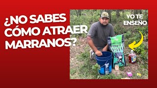 🔴El Mejor CEBO para MARRANO SALVAJE.🐗Como ATRAER CERDO #hunting #outdoor #caza #texas #viralvideo