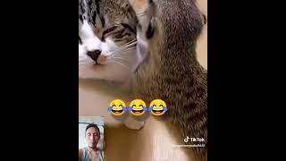 ABANG PULANG MAK #videolucu #kucing #videoviral