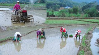 Girl alone running a plow and harrowing the field - Spring rice cultivation - Free Wild Building