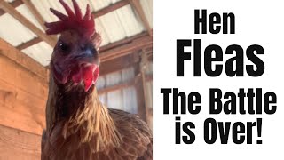 How to Get Rid of Chicken Fleas and Mites Naturally