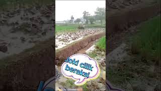 Joki cilik Tractor sawah Garut #traktor #traktorsawah #tractor #shorts #garut #kubota