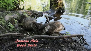 Juvenile Wood Ducks, Mud Lake