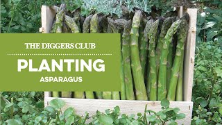 How to plant asparagus