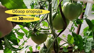 Томаты! Вот это подкормила! Быстрый налив плодов, от цветения до крупных плодов за две недели