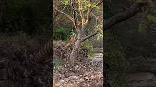 Tiger marks his territory at Ranthambore- December 2020