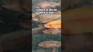 Trout Species at Bass Pro Shop in Las Vegas #freshwaterfishing #tigertrout #brooktrout #rainbowtrout