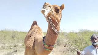 Camel spits out its stomach ?!