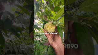 Natural custard apple ❤️ #nature #fruits #naturalfarming #shorts #viralvideo