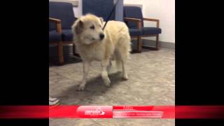 Laser Helps Nilla Recover, See the Amazing Results