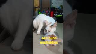 atit engkukku diigit bunda...