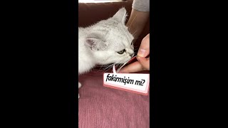 fakirler nasıl anlaşılır | kedi jelatin yalıyor