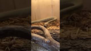 PET KING COBRA EATING SNAKE 🐍