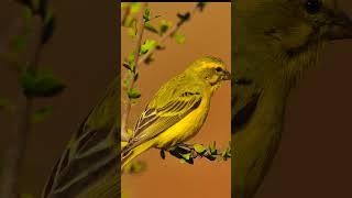 Bird Chirping Relaxation Nature Sounds #shorts #nature #birdslover #relaxation #stressrelief