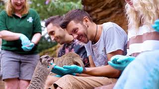 Meet the Meerkats at ZSL London Zoo