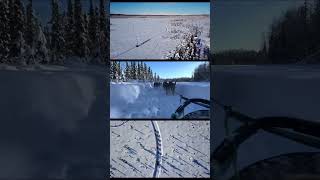 Beautiful trails and Denali views. #dogshorts #dogsledding #alaska #fyp #beautiful #outdoors #denali